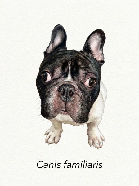 Furry Friends' Drawing — AI photo extension by Venus Wong on FRAW