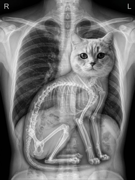 Heart of Fur 🩷 — AI photo extension by Phoebe L on FRAW