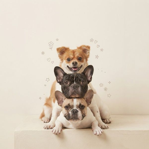 Pets & Friends — AI photo extension by Venus Wong on FRAW